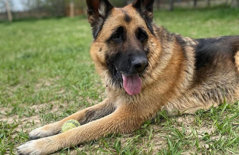 German Shepherd