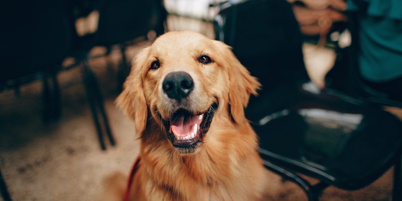 Golden Retriever