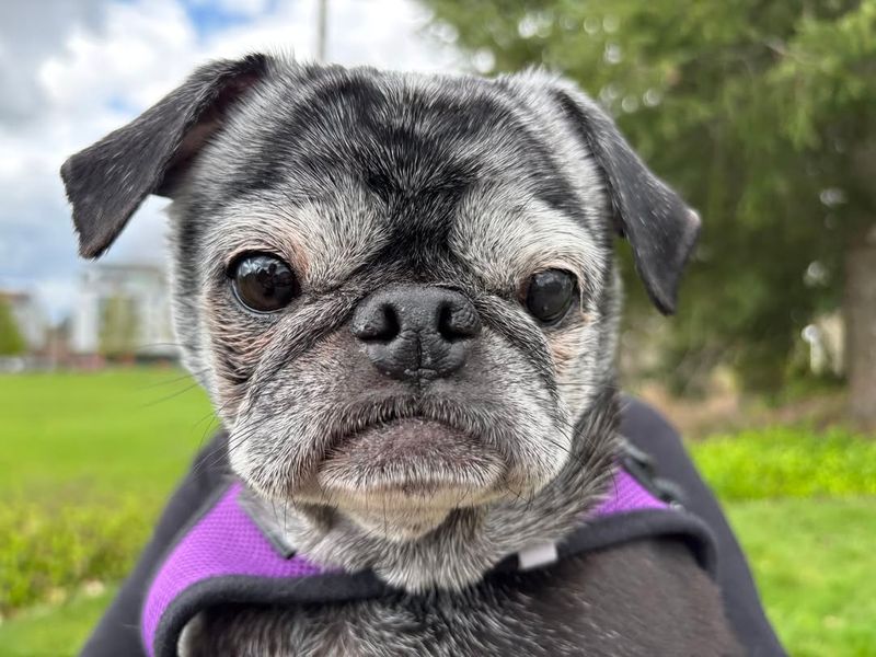 Pug