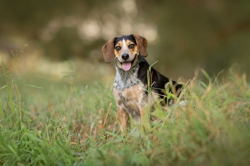 Beagle