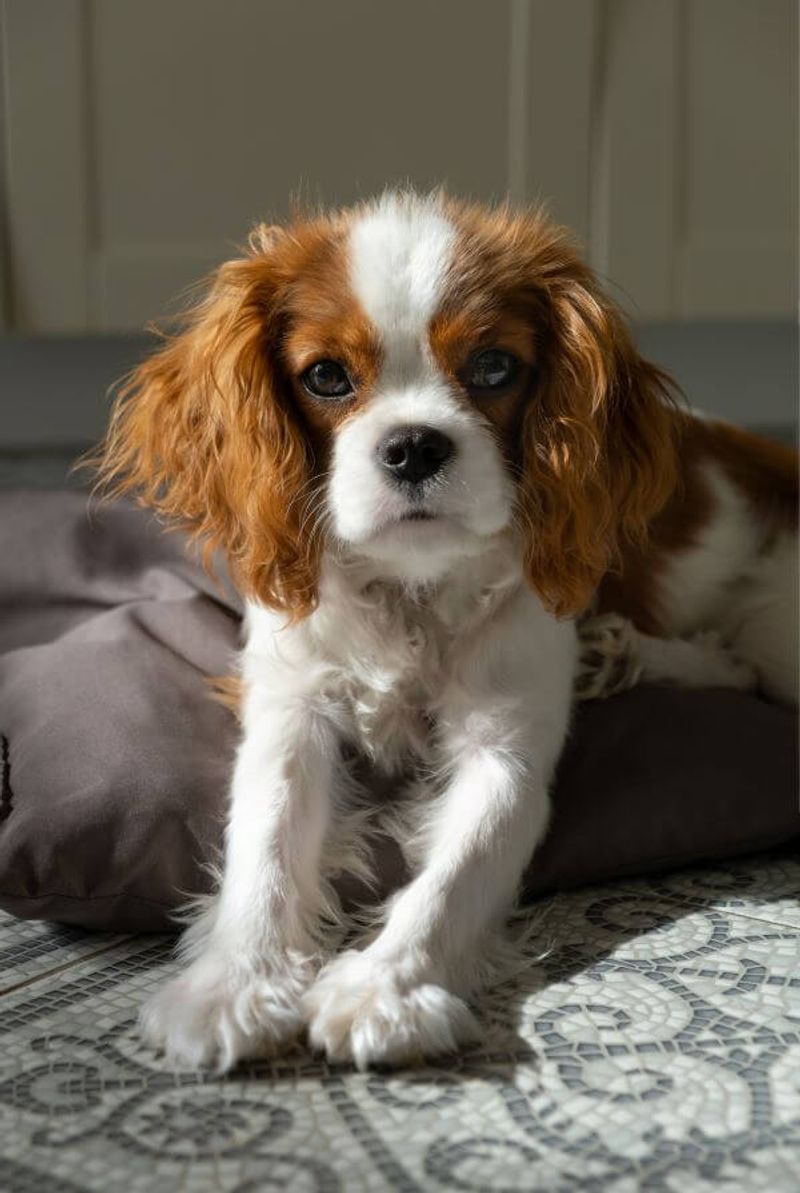 Cavalier King Charles Spaniel