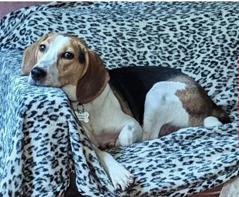 Beagle