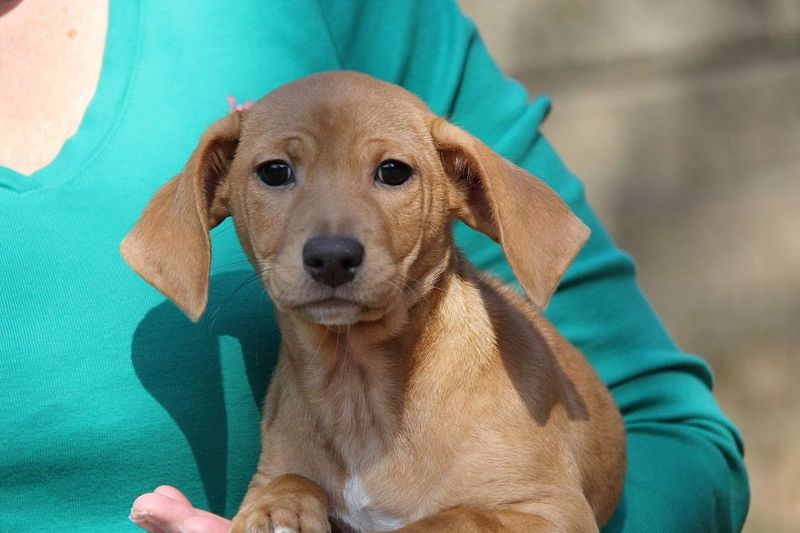 Beagle