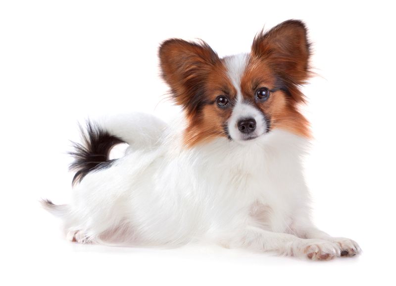 Papillon