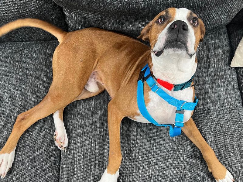 Boxer