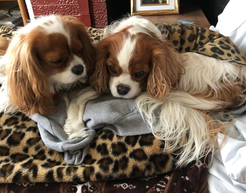 Cavalier King Charles Spaniel