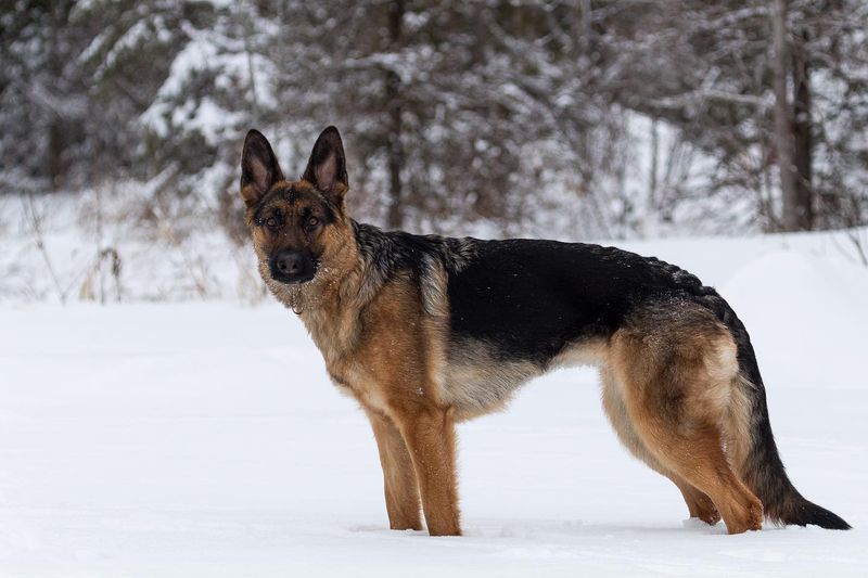 German Shepherd