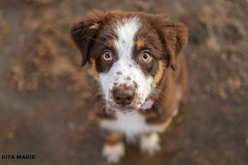 Australian Shepherd