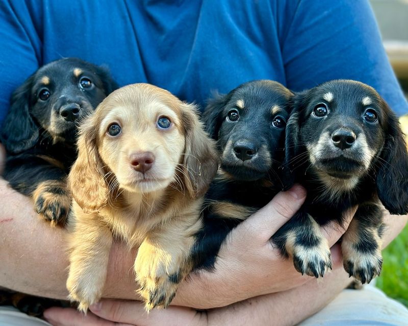 Dachshund
