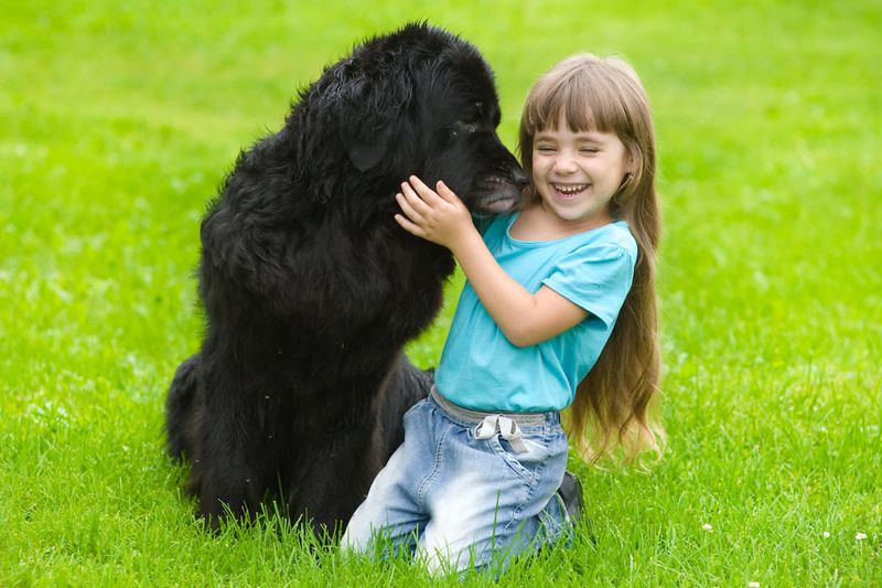 Newfoundland: Gentle Giants