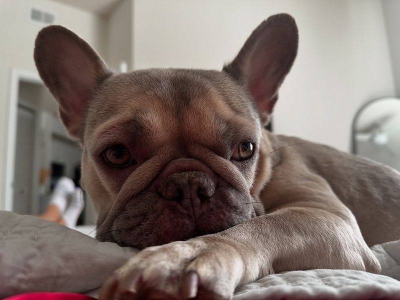 French Bulldog