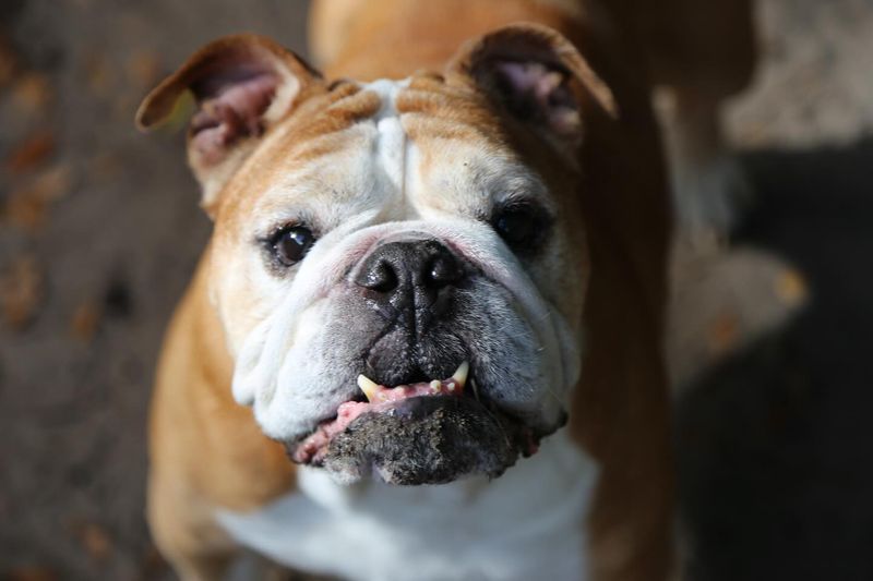Bulldog