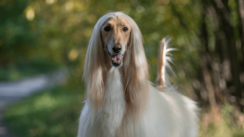 Afghan Hound