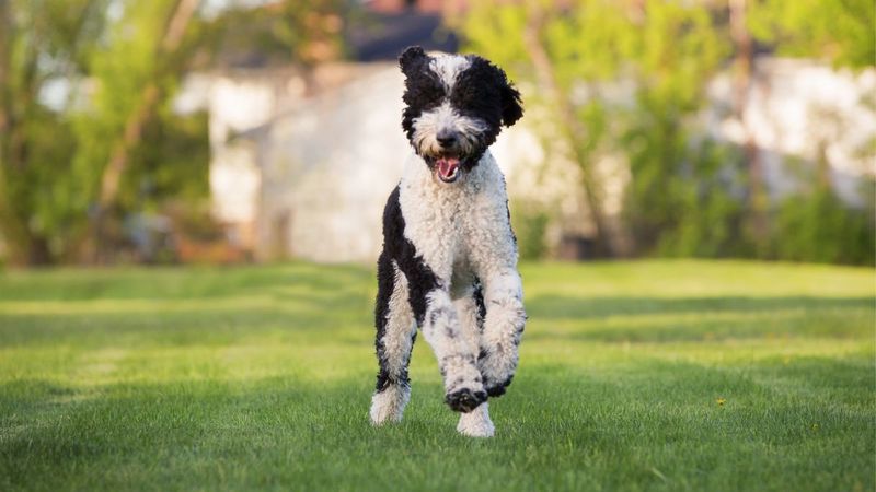 Springerdoodle