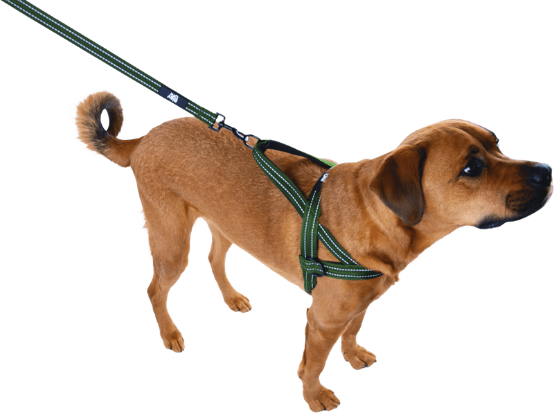 Reflective Harness and Leash