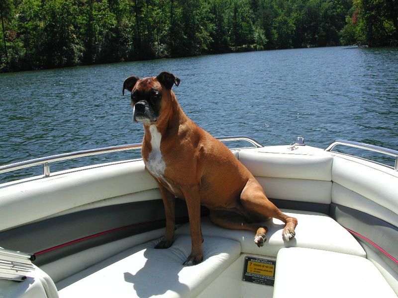 Boxer