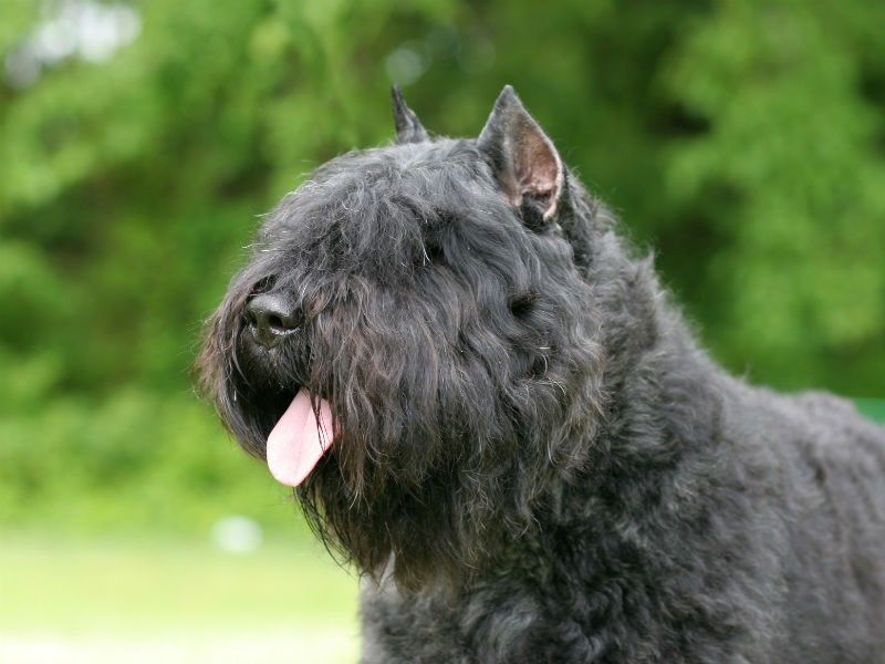 Bouvier des Flandres