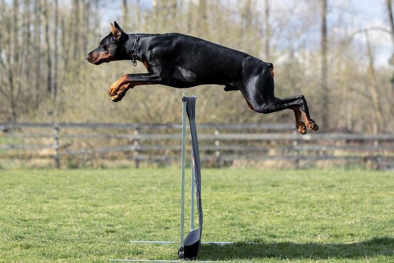 Doberman Pinscher