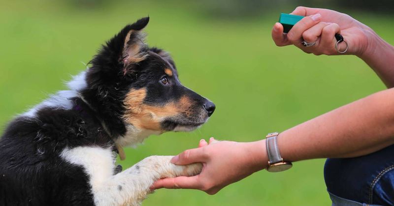 Clicker Training