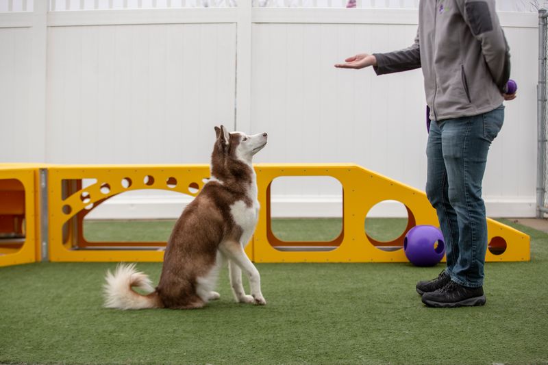 Enroll in a Dog Class Together