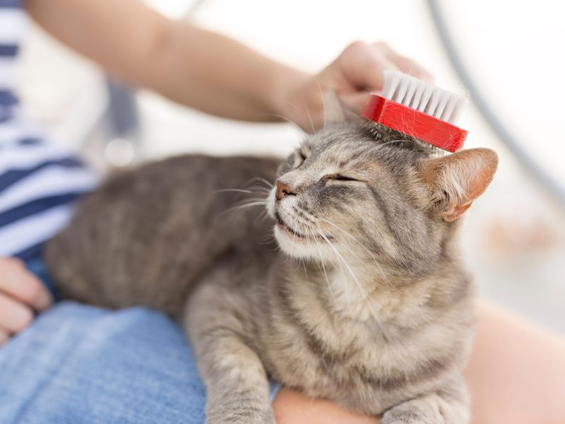 Brush Before Washing