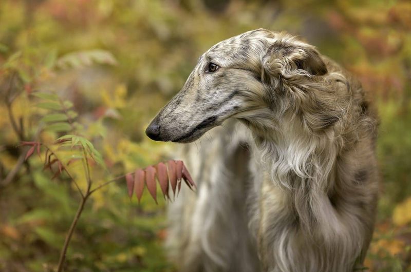 Borzoi
