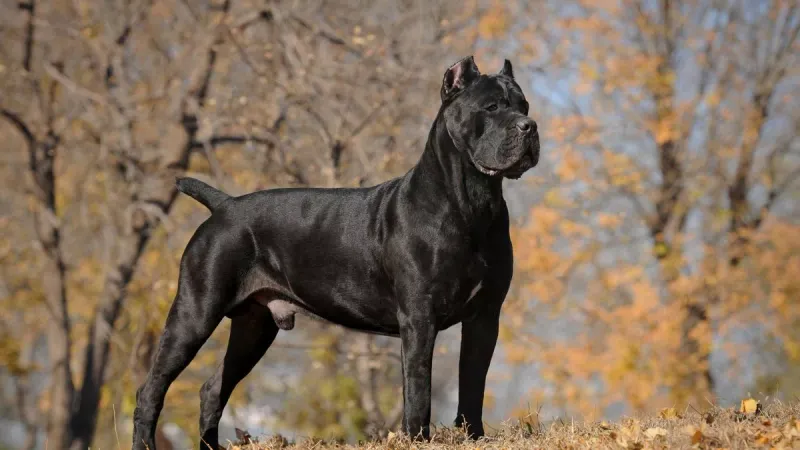 Cane Corso