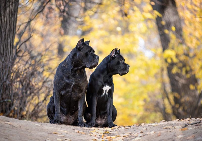 Cane Corso