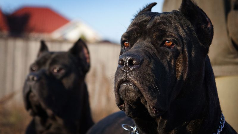 Cane Corso