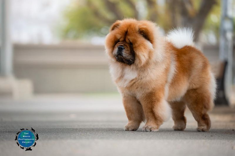 Chow Chow