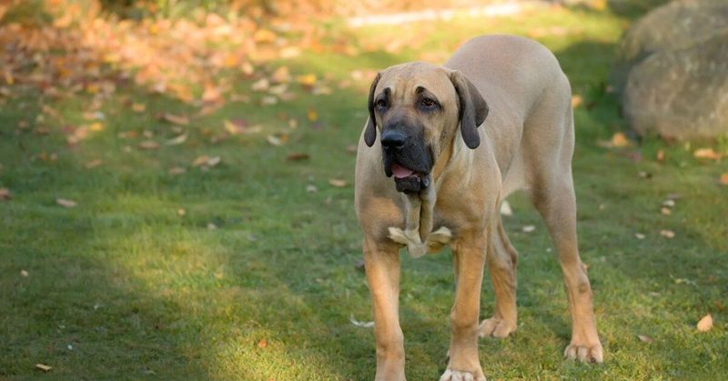 Fila Brasileiro