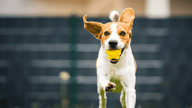 Incorporating Play