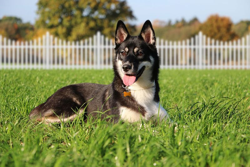 Pro 3: Less Breed-Specific Health Issues