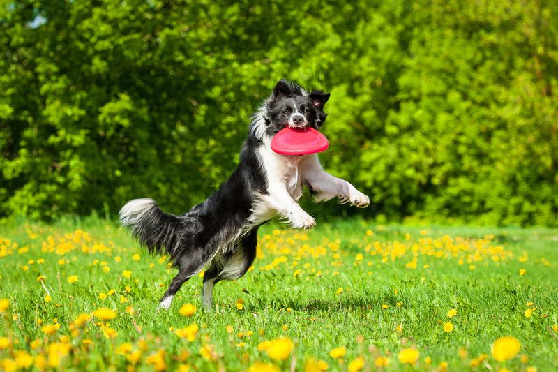 Playful Fetching
