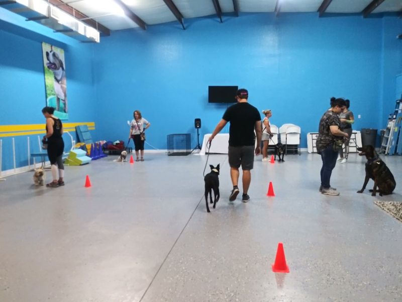 Enroll in Obedience Classes