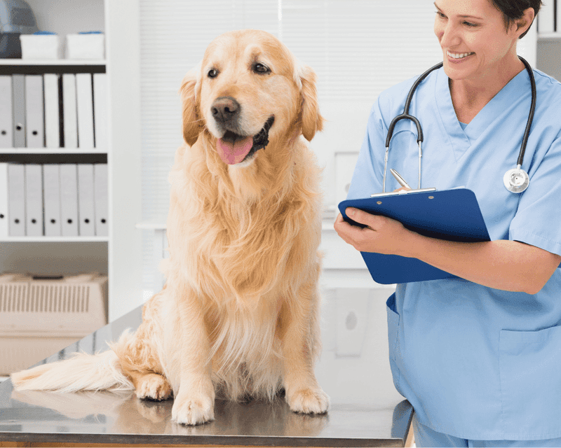 Regular Vet Visits