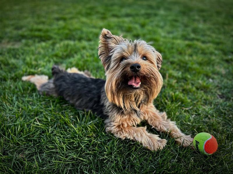 Yorkshire Terrier