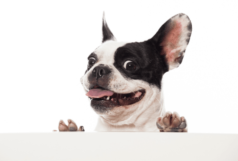 Boston Terrier