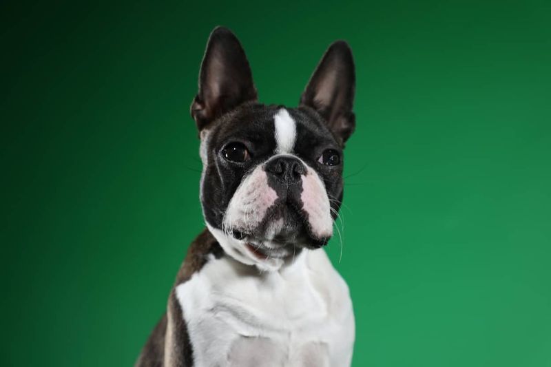 Boston Terrier