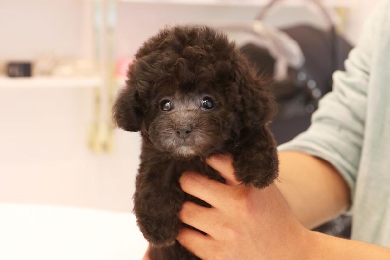 Toy Poodle