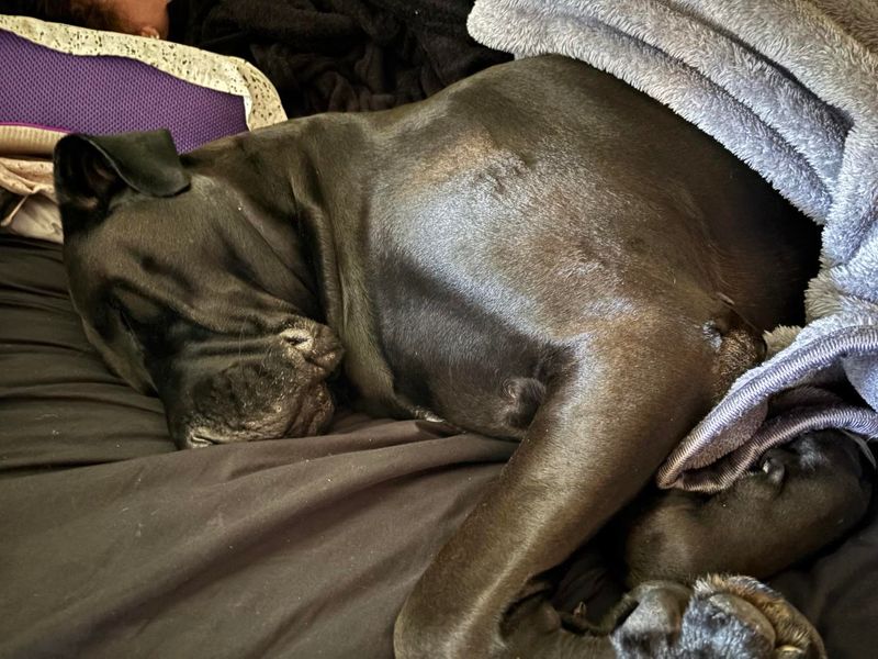 Great Dane