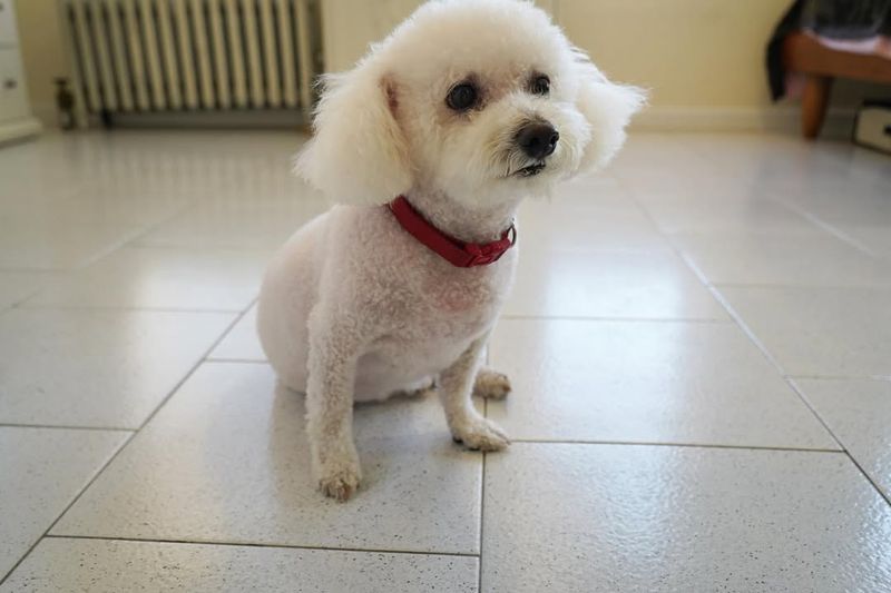 Bichon Frise
