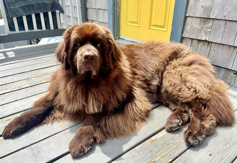 Newfoundland