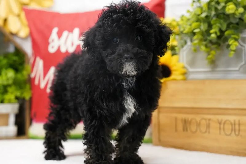 Poodle