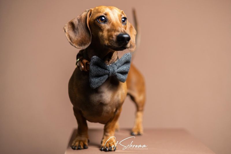 Dachshund