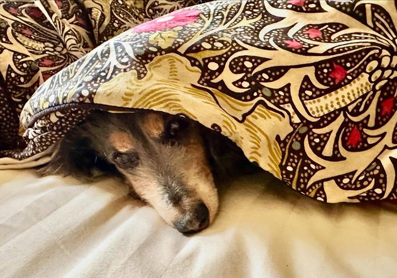 Dachshund