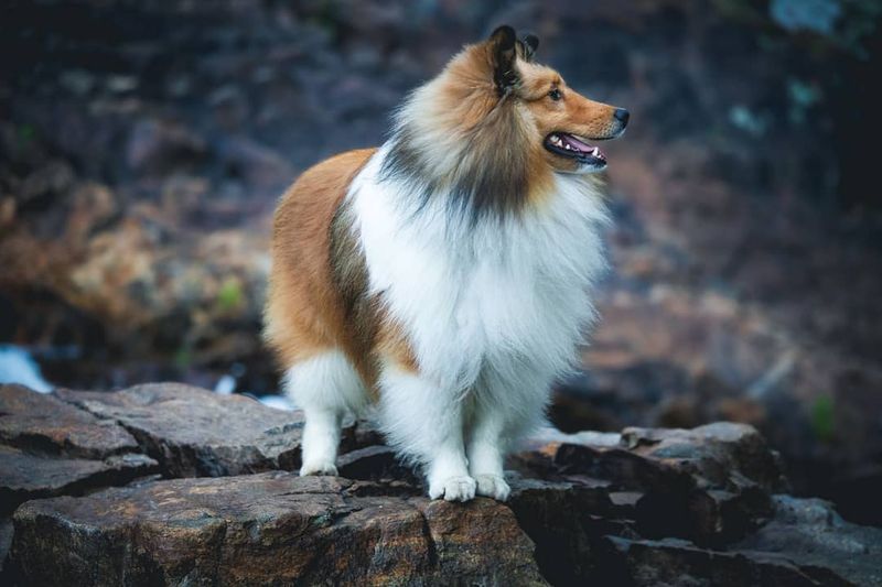 Shetland Sheepdog