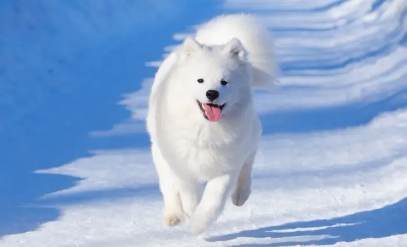 Samoyed