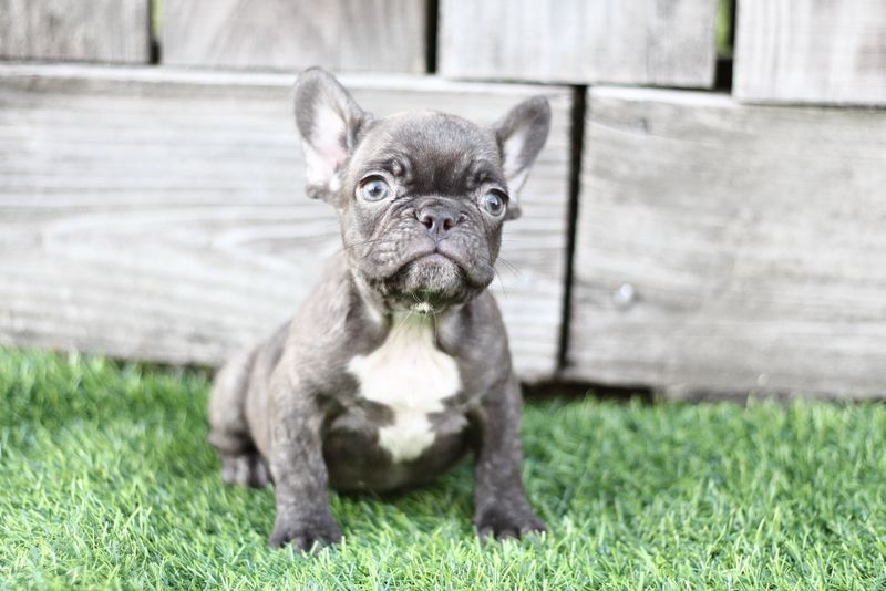 French Bulldog