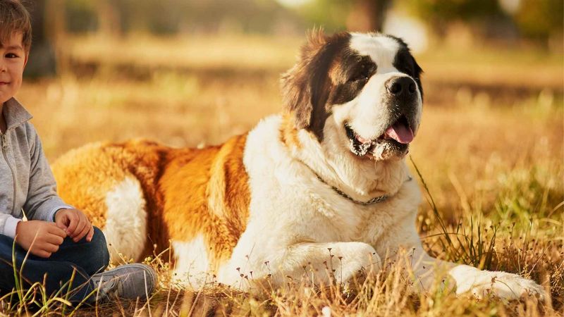 Saint Bernard